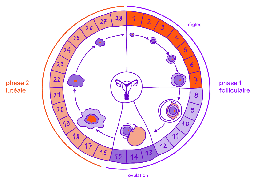 schéma : Le cycle menstruel est représenté par un cercle. On observe l'évolution d'un ovule de la folliculaire, qui est la phase 1, à la phase lutéale, qui est la phase 2. La phase 1 commence le premier jour des règles et se termine au quinzième jour, qui marque l'ovulation. La phase 2 commence à partir du seizième jour et prend fin avec les règles si l'ovule n'est pas fécondé.