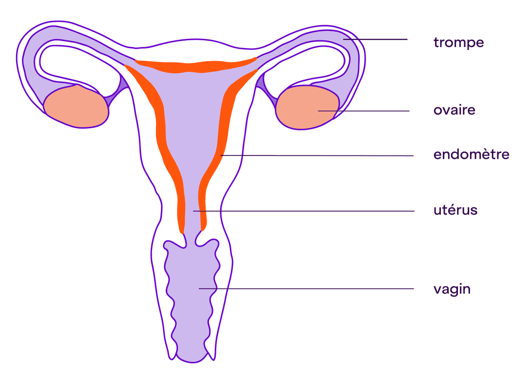 schéma : Schéma en coupe d'un utérus sain par lequel s'écoule normalement les règles