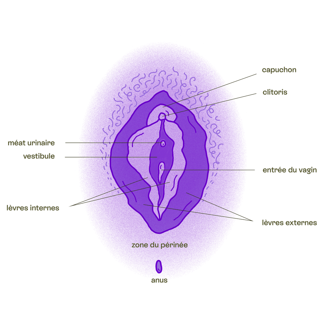 schéma : Schéma anatomique d'une vulve de couleur mauve avec des poils pubiens. Le schémas indique les zones du clitoris et son capuchon, les grandes et petites lèvres, le méat urinaire, l'entrée du vagin, la zone du périnée et l'anus.